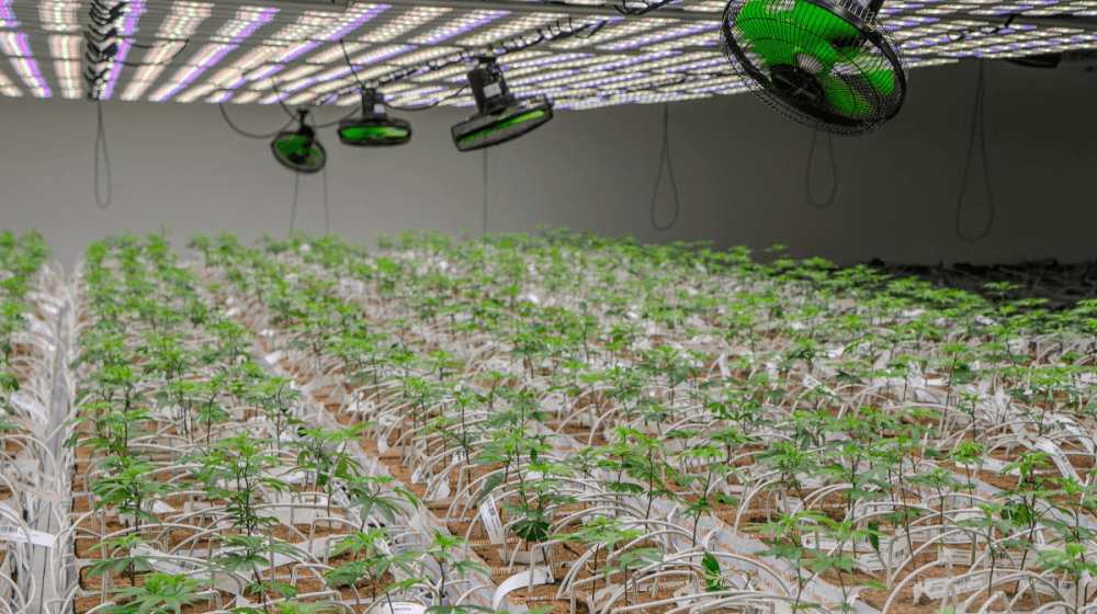 rootzonemonitoringinstonewoolcultivation_cultiwoolarticlemarch2026[1]